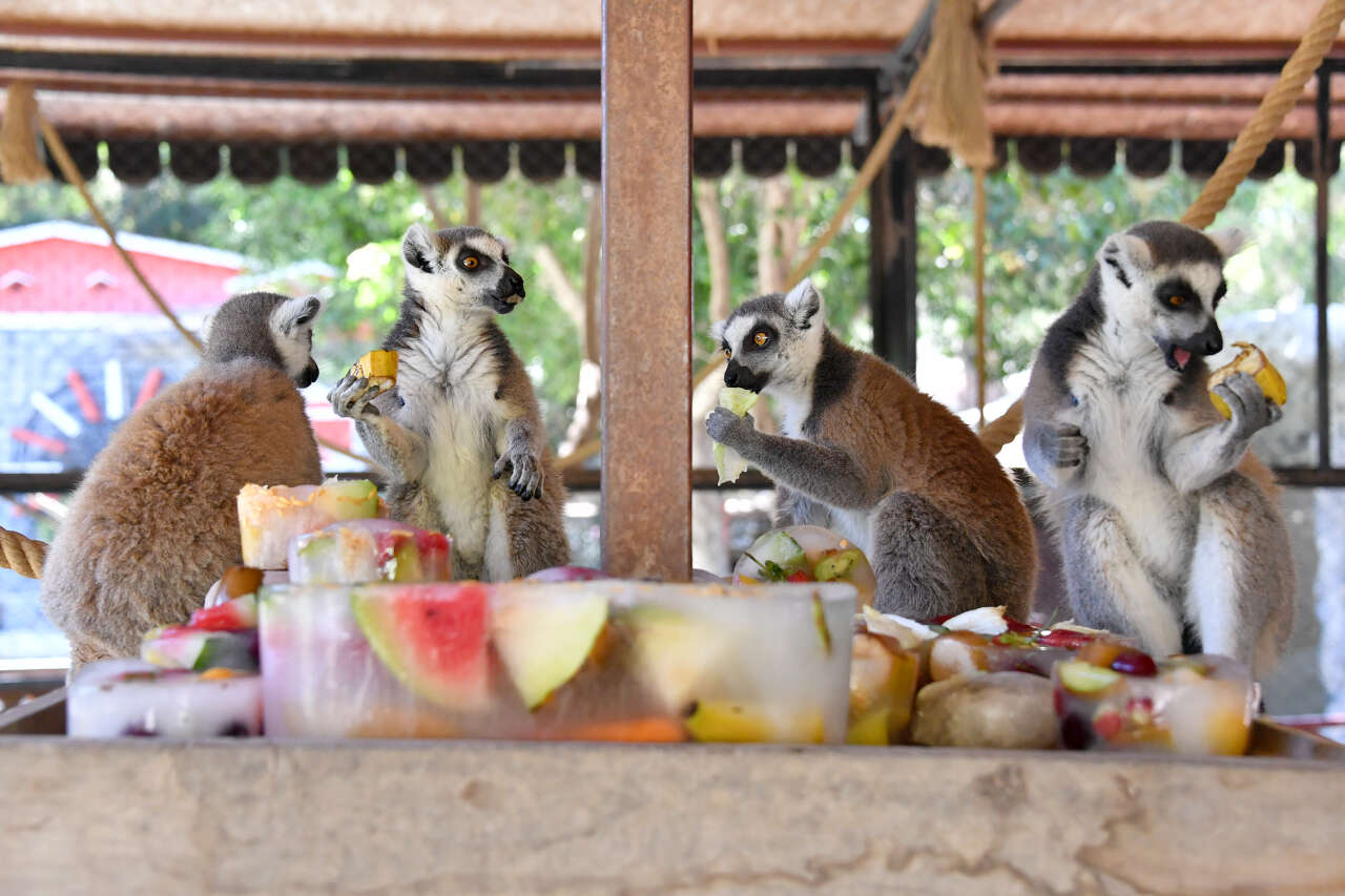 Tarsus Doğa Parkı'nda lemurlar buzlu meyve kokteyliyle serinliyor 4